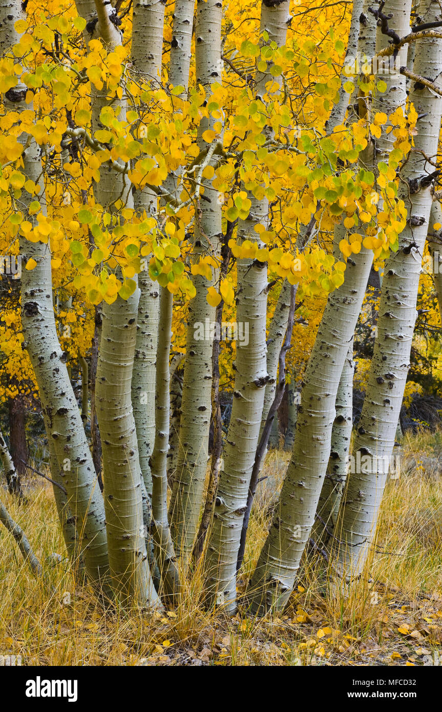 Autunno vacilla aspens, Populus tremuloides Foto Stock