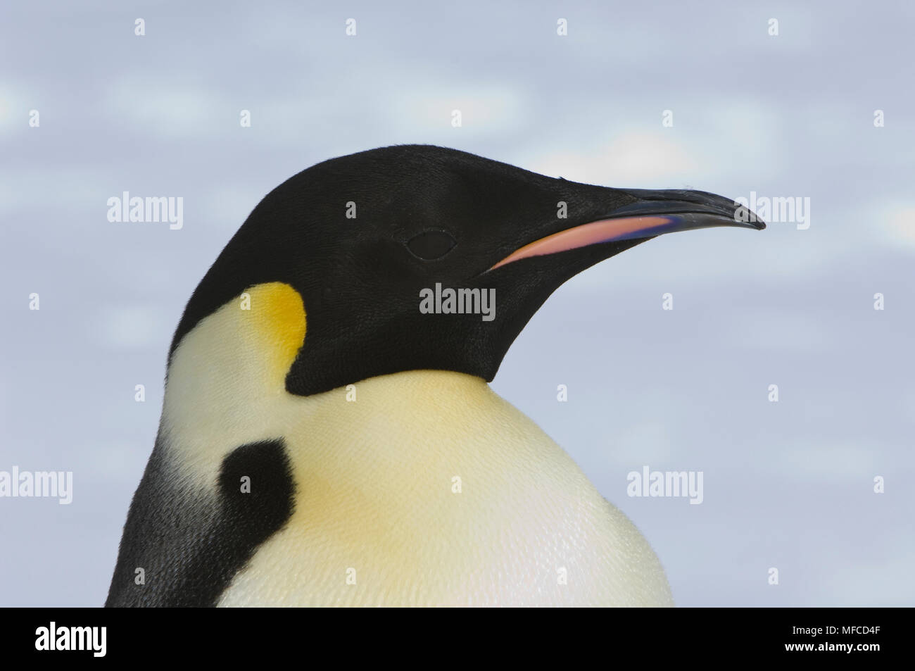 Pinguino imperatore, Aptenodytes fosteri Foto Stock