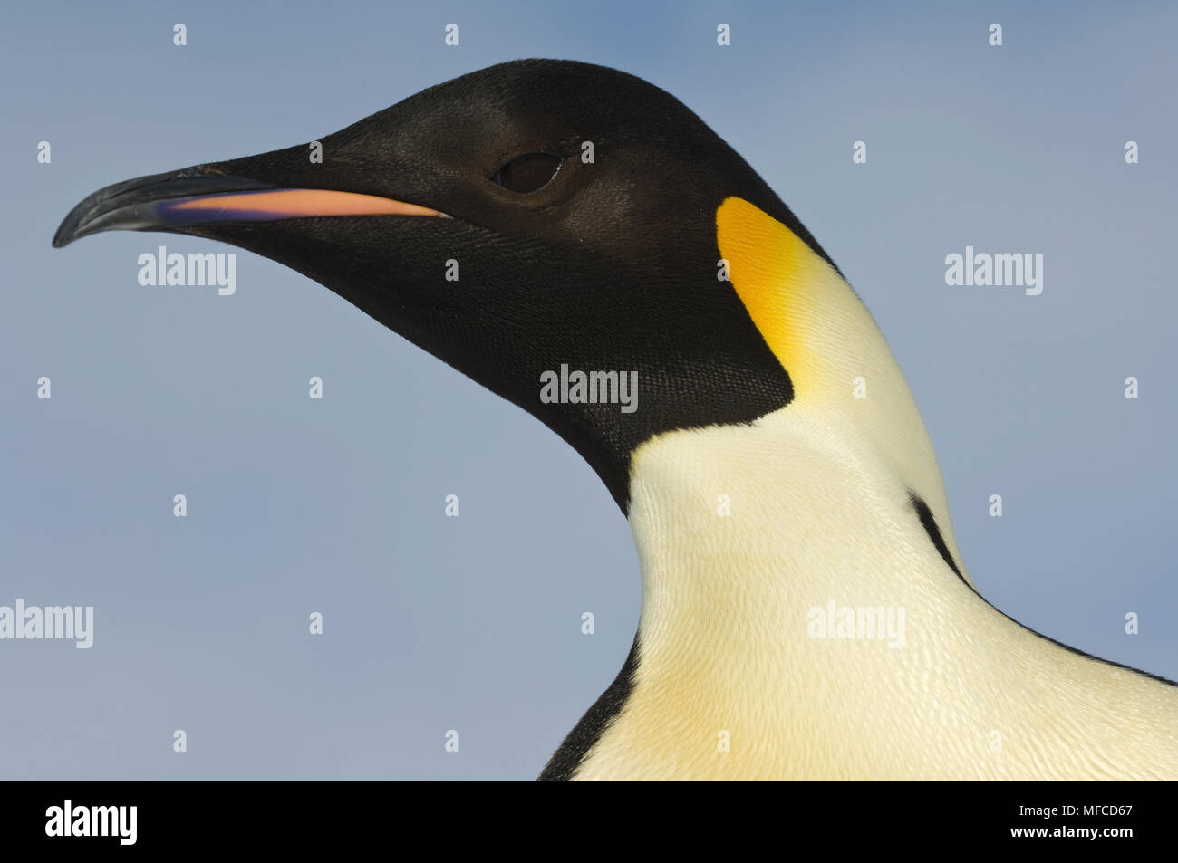 Pinguino imperatore, Aptenodytes fosteri Foto Stock