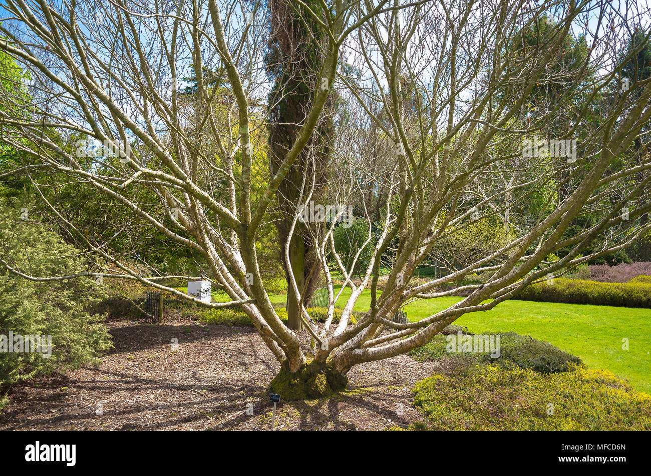 Decidui Medwediewi Betula multi-struttura ramificata strombate che mostra la disposizione dei rami principali Foto Stock
