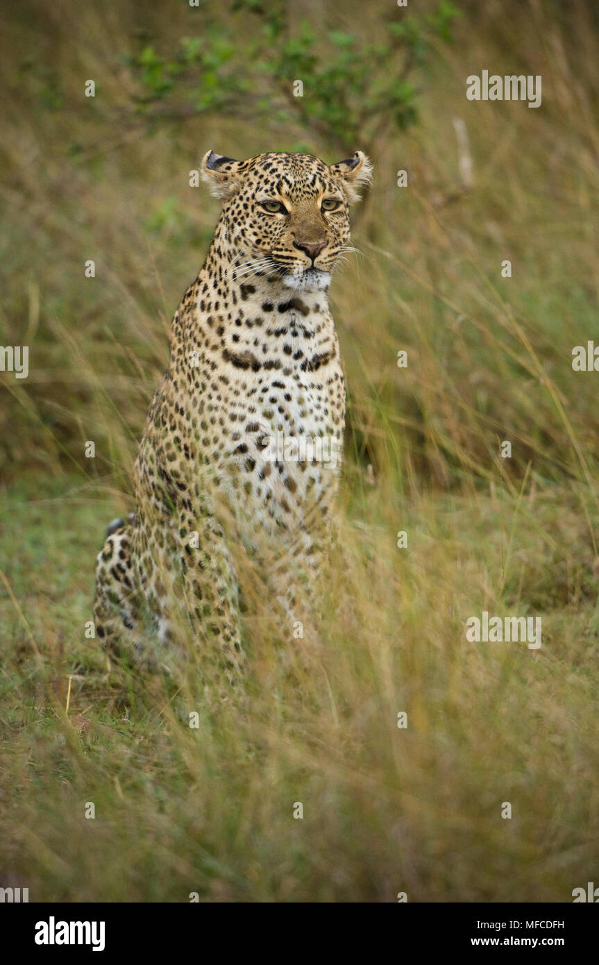Leopard, Pantherus pardus; Masai Mara NP, Kenya Foto Stock