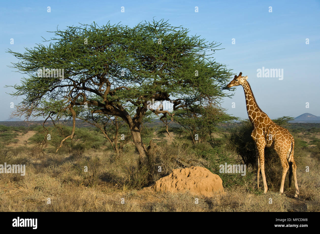 Un traliccio giraffa mangia le foglie di un albero di acacia, Giraffa reticulata; Samburu, Kenya Foto Stock