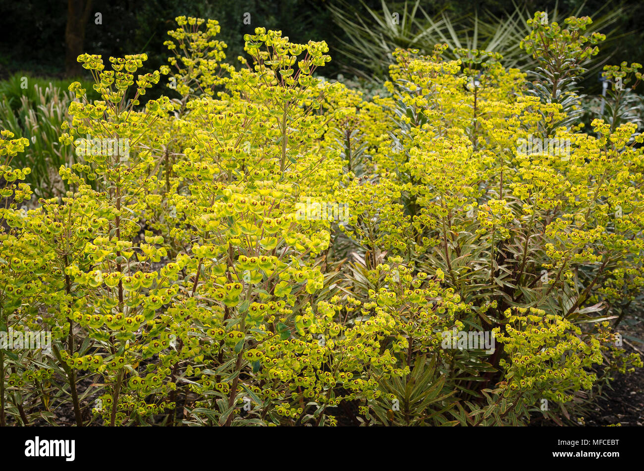 Euphorbia x Martinii Ascot Arcobaleno - un attraente hardy pianta perenne con un pallido giallo brattee in un giardino Englhish Foto Stock