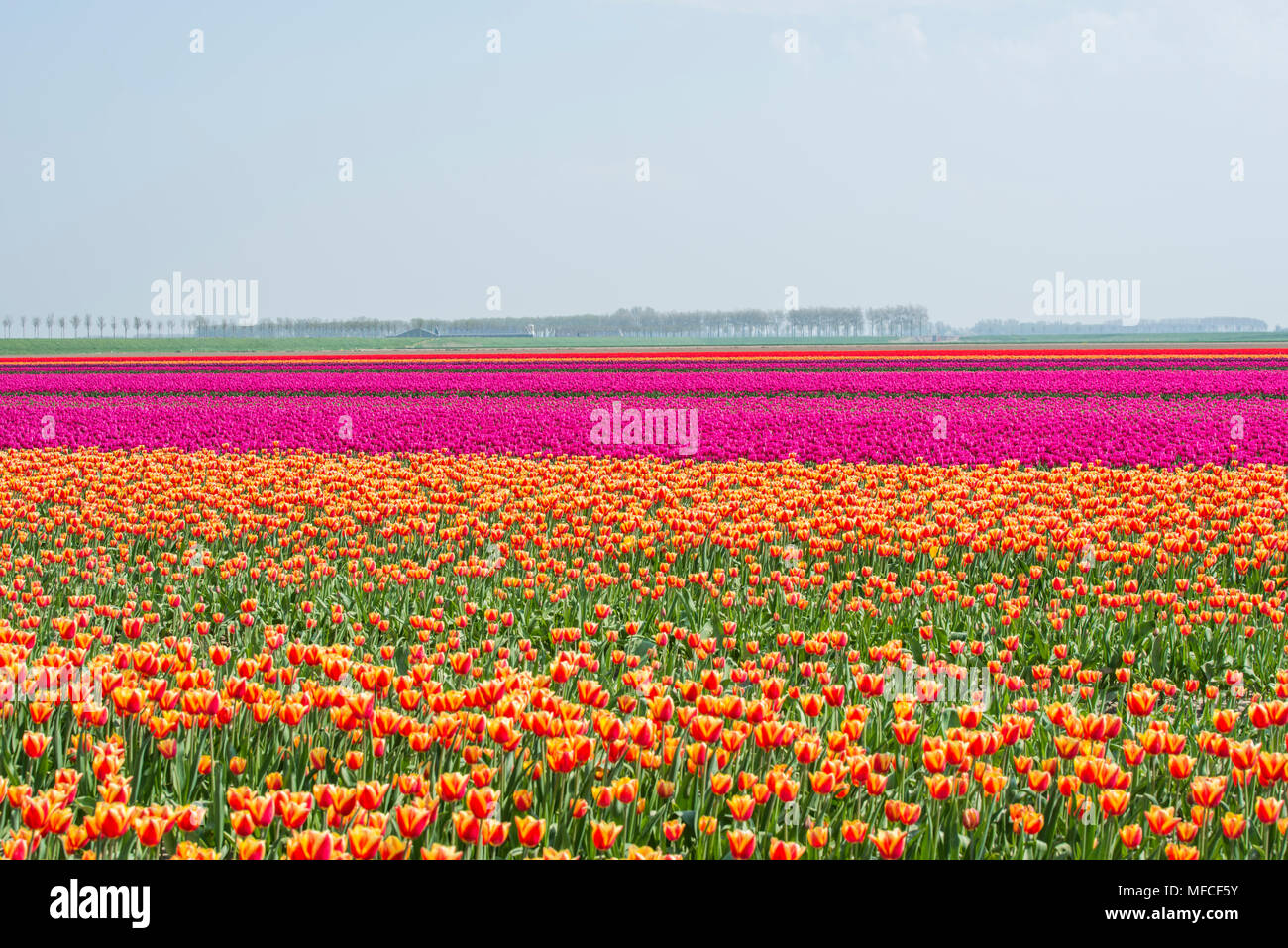 Archiviato di rosso giallo viola e rosa tulipani in Olanda su goeree con singolo albero a sfondo in Olanda Foto Stock