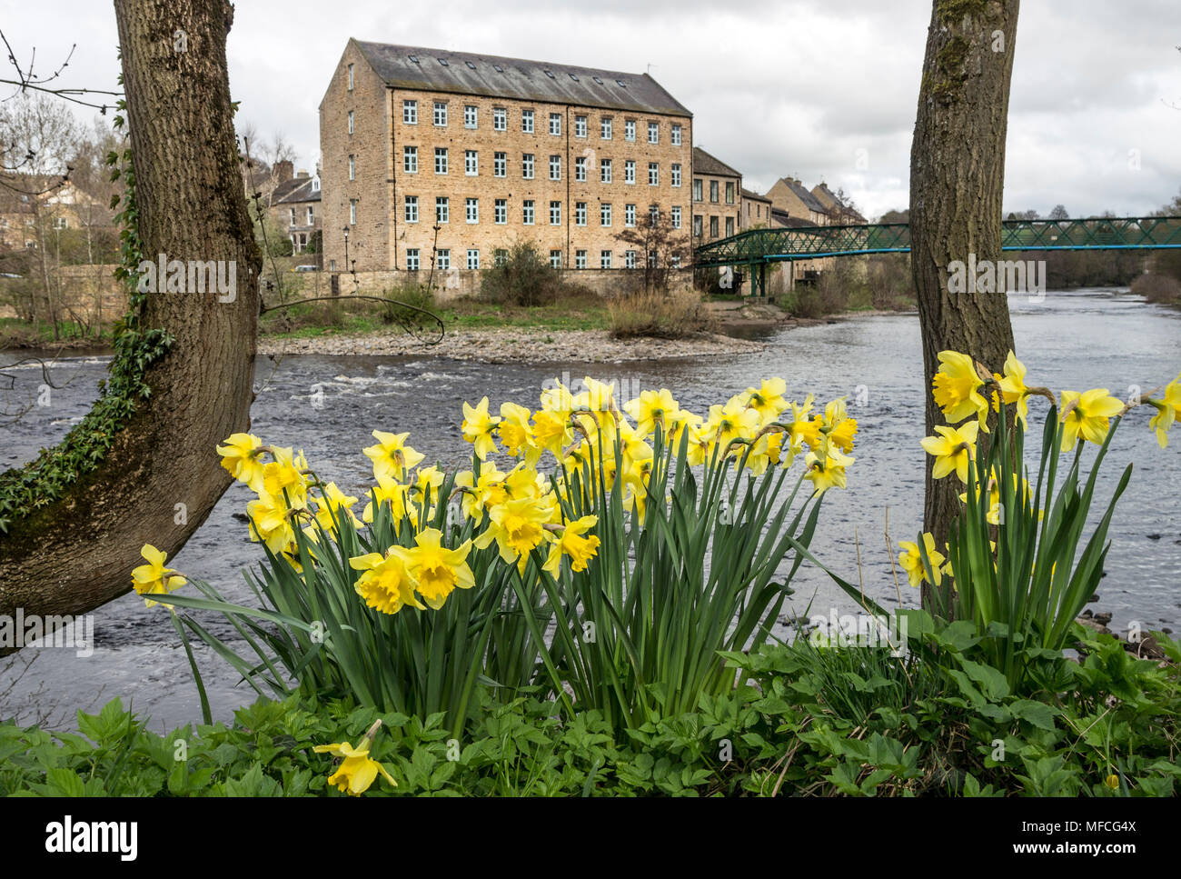 Giunchiglie sulle rive del Fiume Tees vicino alla passerella Thorngate (Green Bridge) Barnard Castle, Teesdale, County Durham, Regno Unito Foto Stock