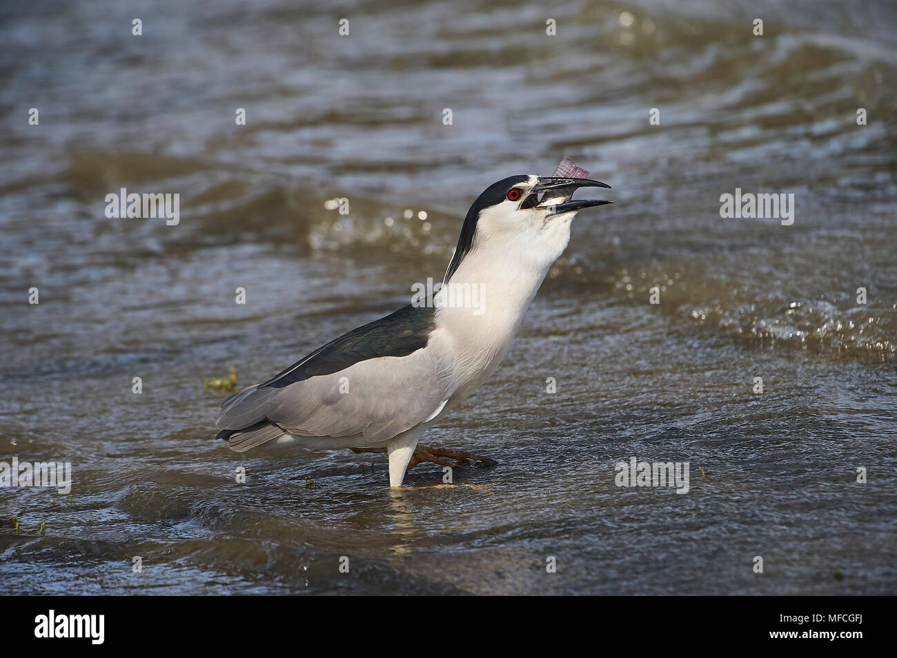 Nitticora (Nycticorax nycticorax) inghiottire un grande pesce lungo il bordo del lago Chapala, Jocotopec, Jalisco, Messico Foto Stock