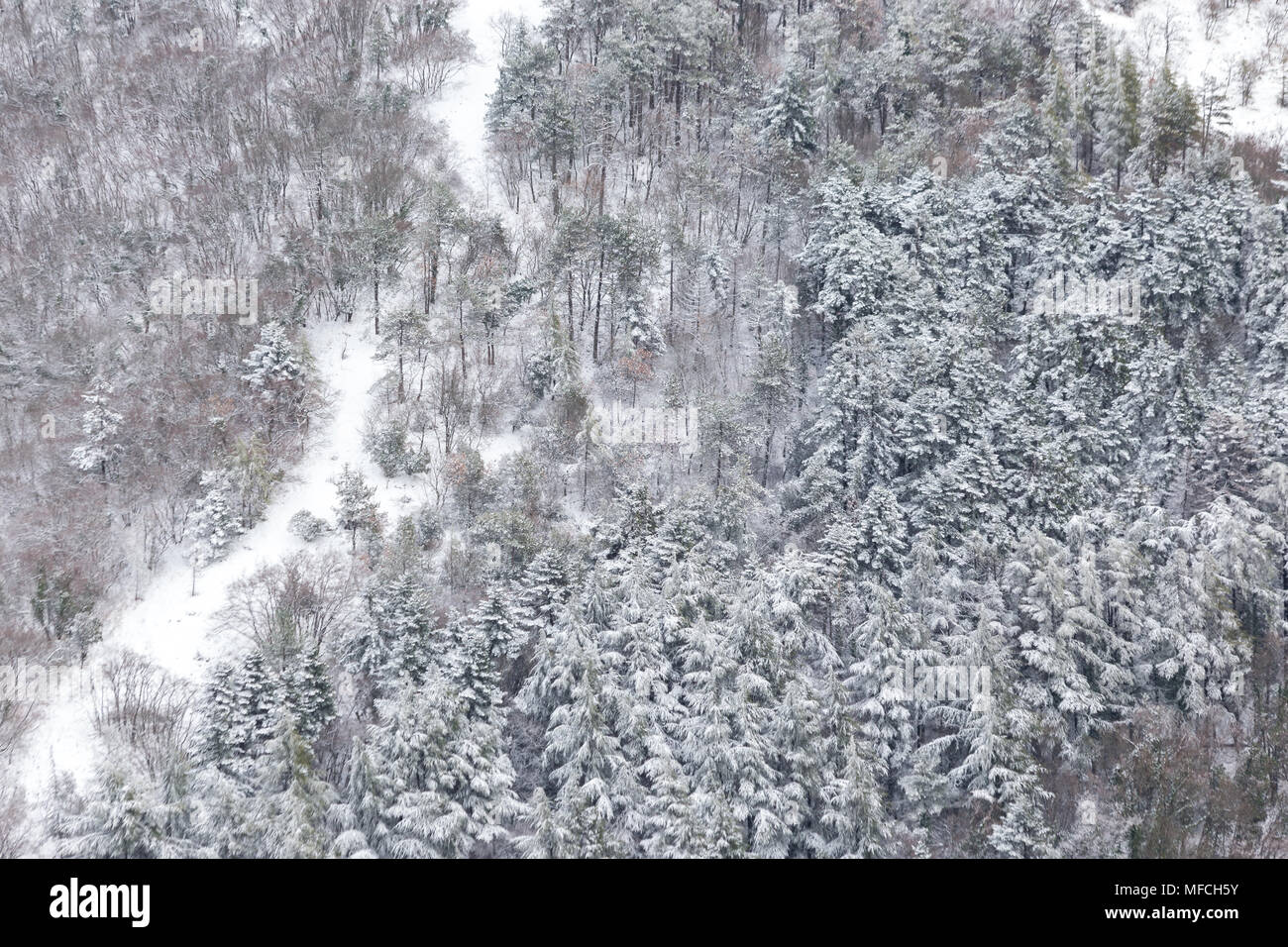 Vista aerea di alberi coperti di neve in una foresta, sul lato di monte Subasio (Umbria), la creazione di un tipo di tessitura astratta Foto Stock