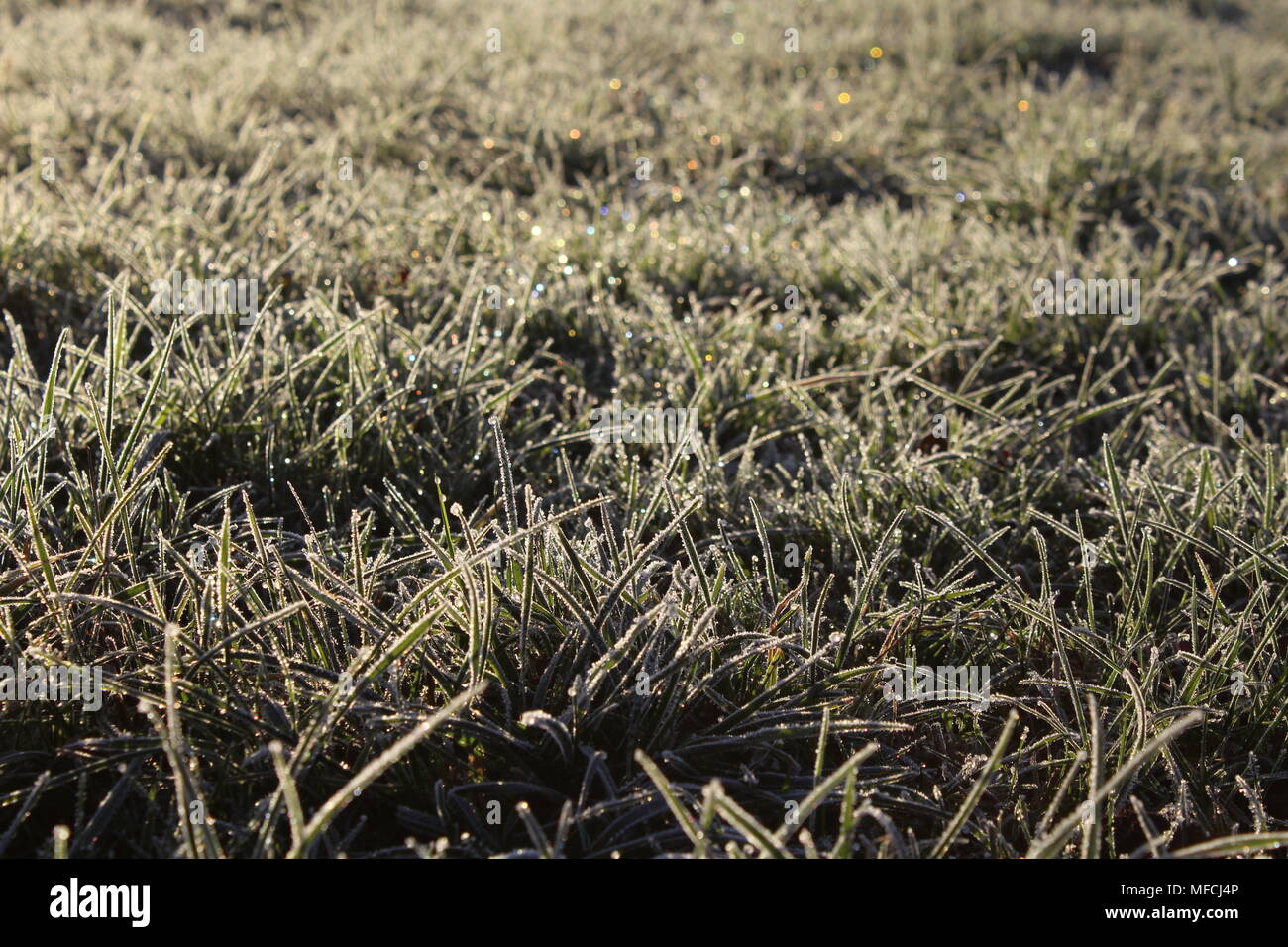 Scena invernale Foto Stock
