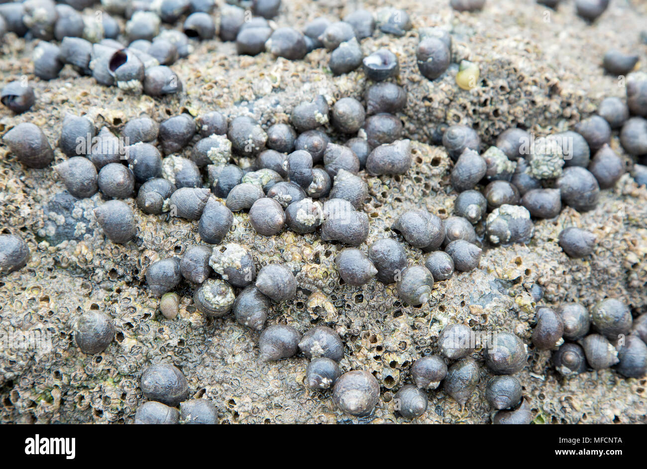 Le chiocciole vivono sulla roccia a bassa marea Foto Stock