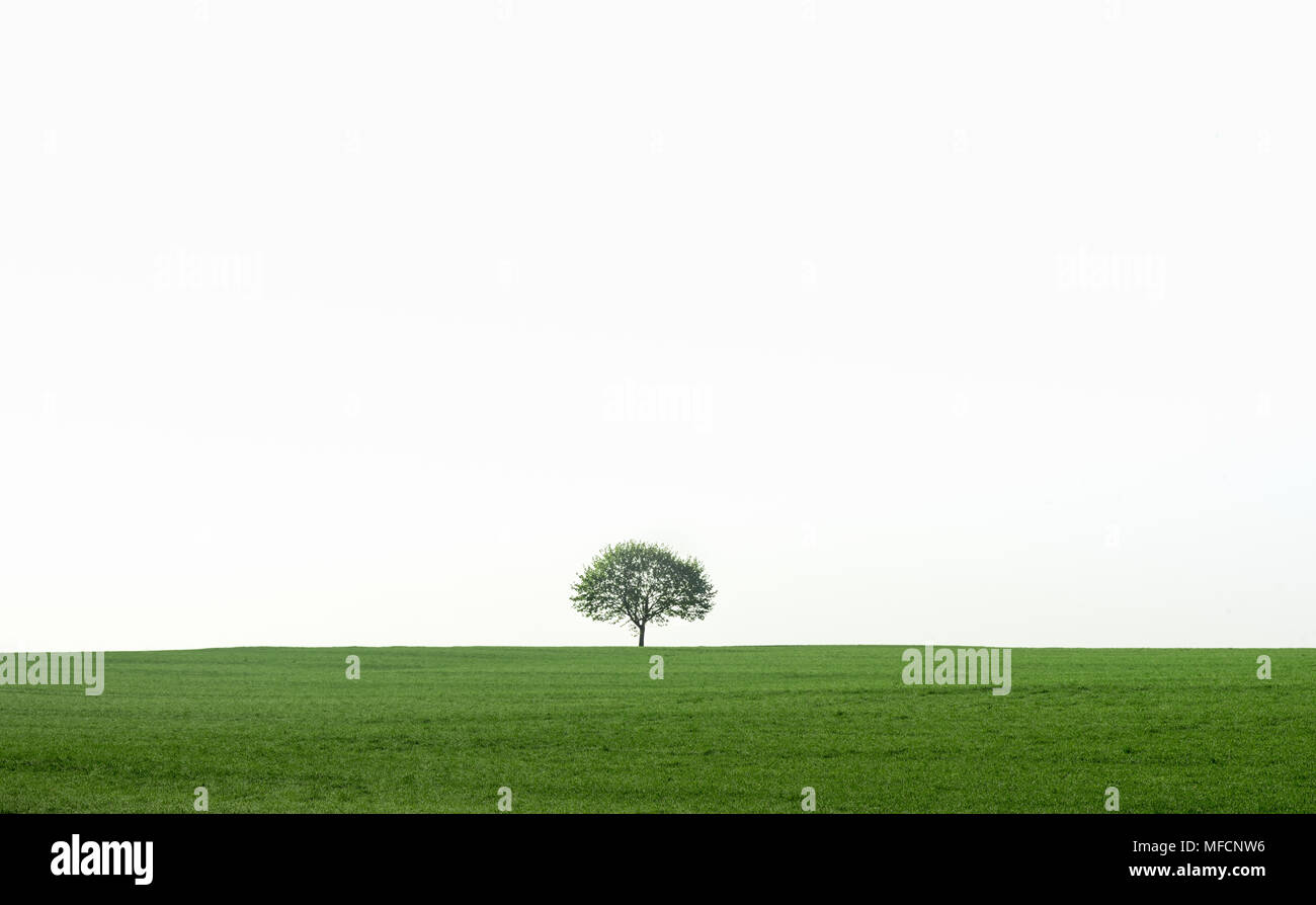 Paesaggio nel sud-ovest della Germania regione, vicino alla città di Schwabisch Hall con un singolo albero su un prato verde con una forte retroilluminazione del mattino Foto Stock