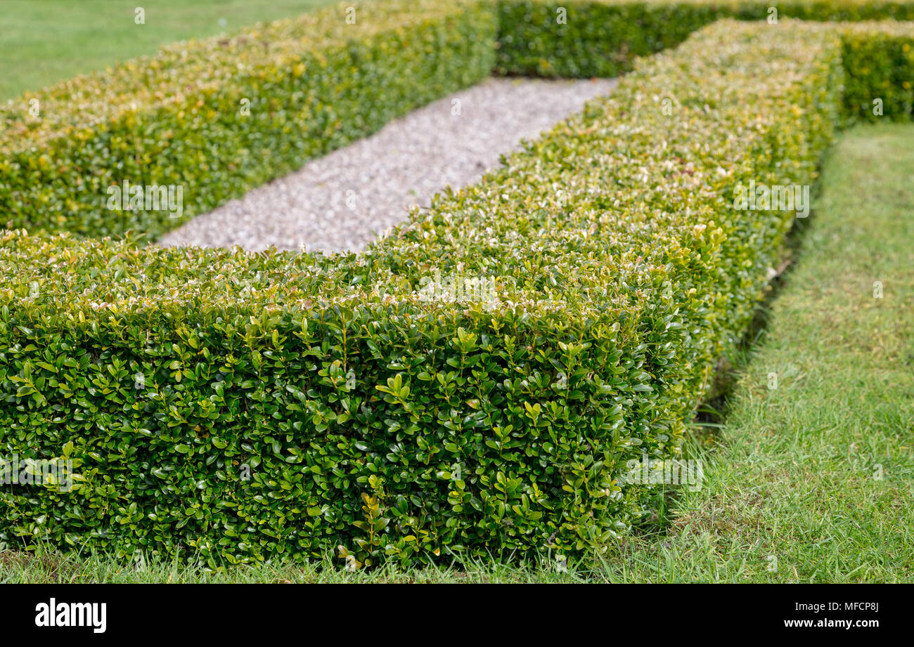 Ornamentali taglio quadrato siepe di bosso Foto Stock