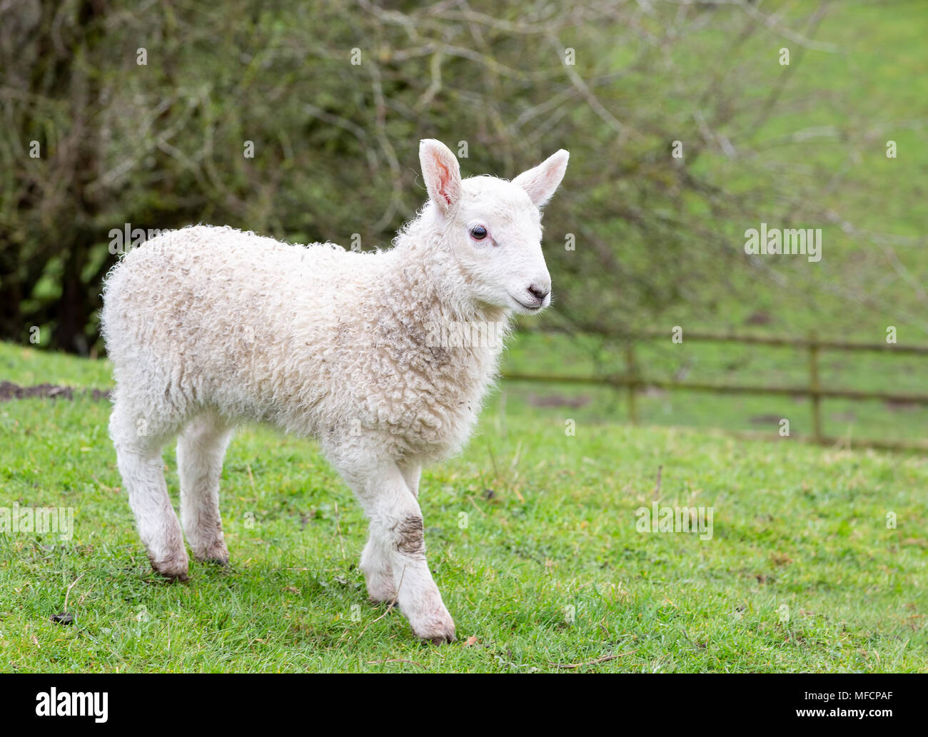 Giovanissimo gallese le pecore di montagna di agnello Foto Stock