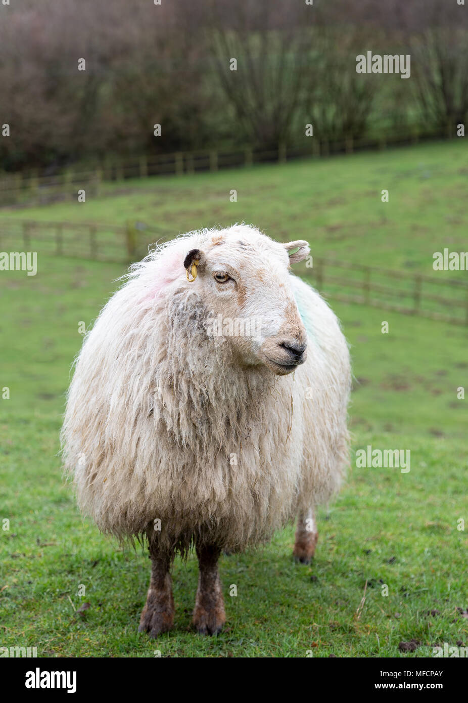 Ritratto di un singolo Welsh le pecore di montagna Foto Stock