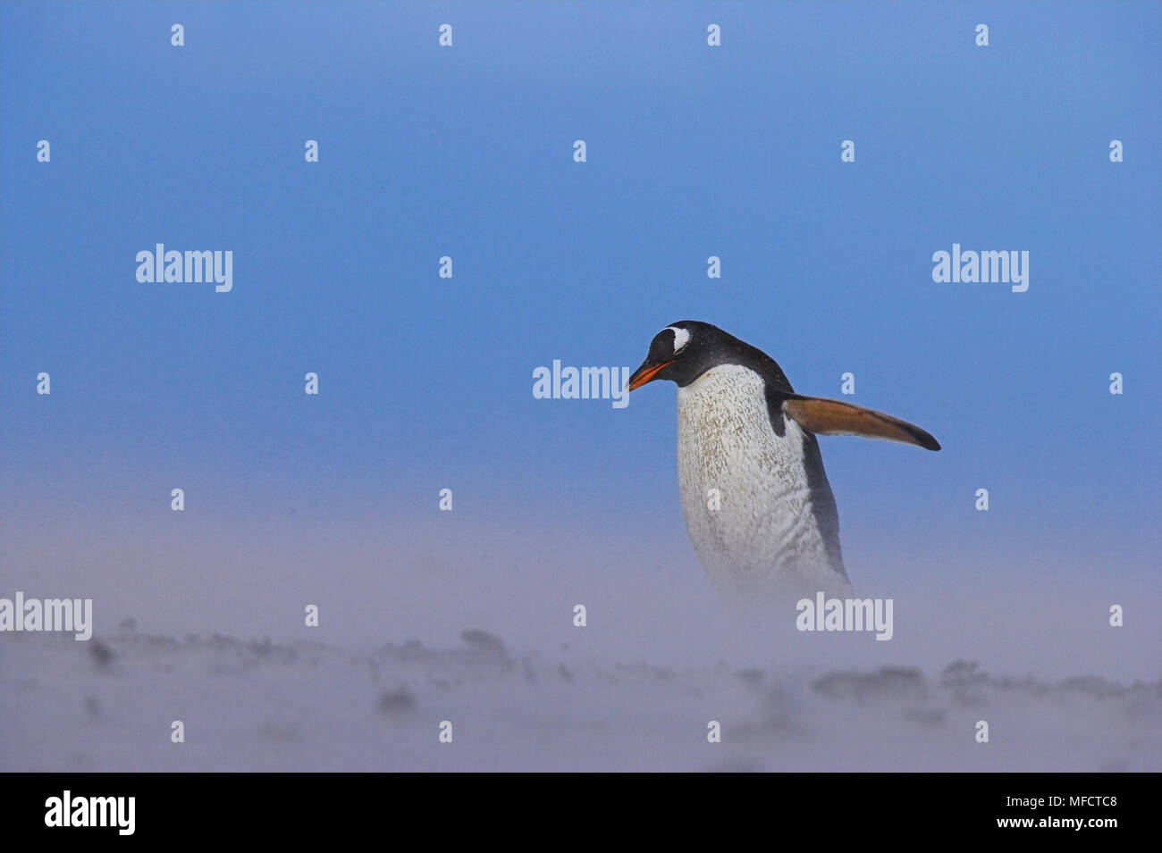 GENTOO PENGUIN Pygoscelis papua papua in tempesta di sabbia nelle isole Falkland Foto Stock