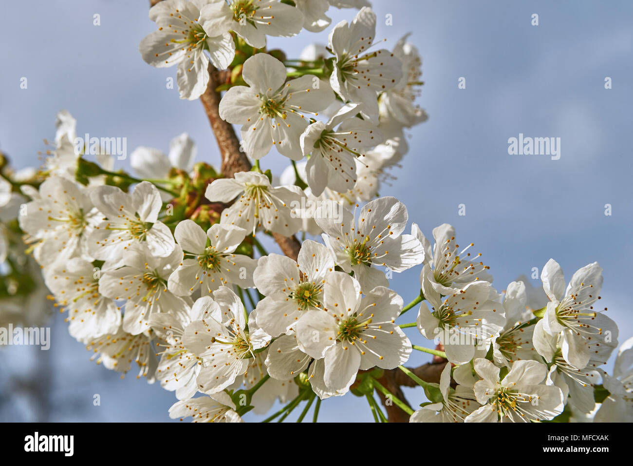 464/5000 Fioritura di ciliegio, bella primavera meteo Foto Stock