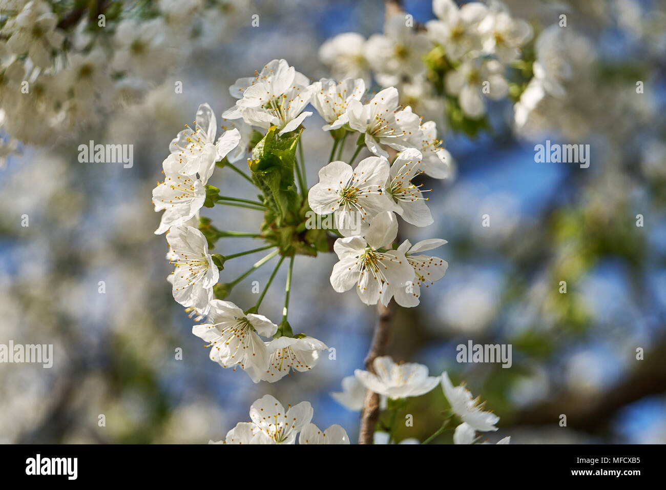 464/5000 Fioritura di ciliegio, bella primavera meteo Foto Stock