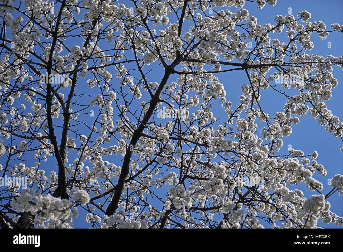 464/5000 Fioritura di ciliegio, bella primavera meteo Foto Stock