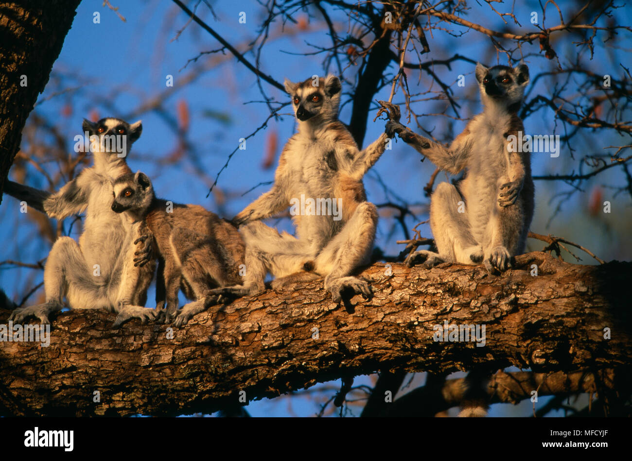 Anello-tailed lemuri Lemur catta gruppo crogiolarsi sul ramo di mattina e a sud ovest del Madagascar Foto Stock