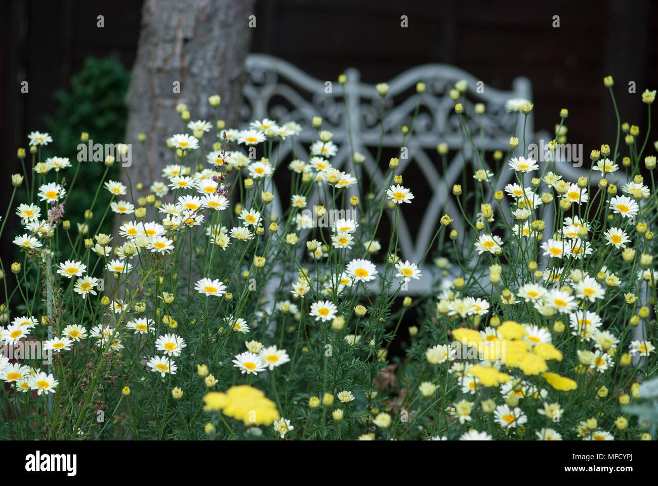 Confine erbacee contenente margherite e sedum Foto Stock