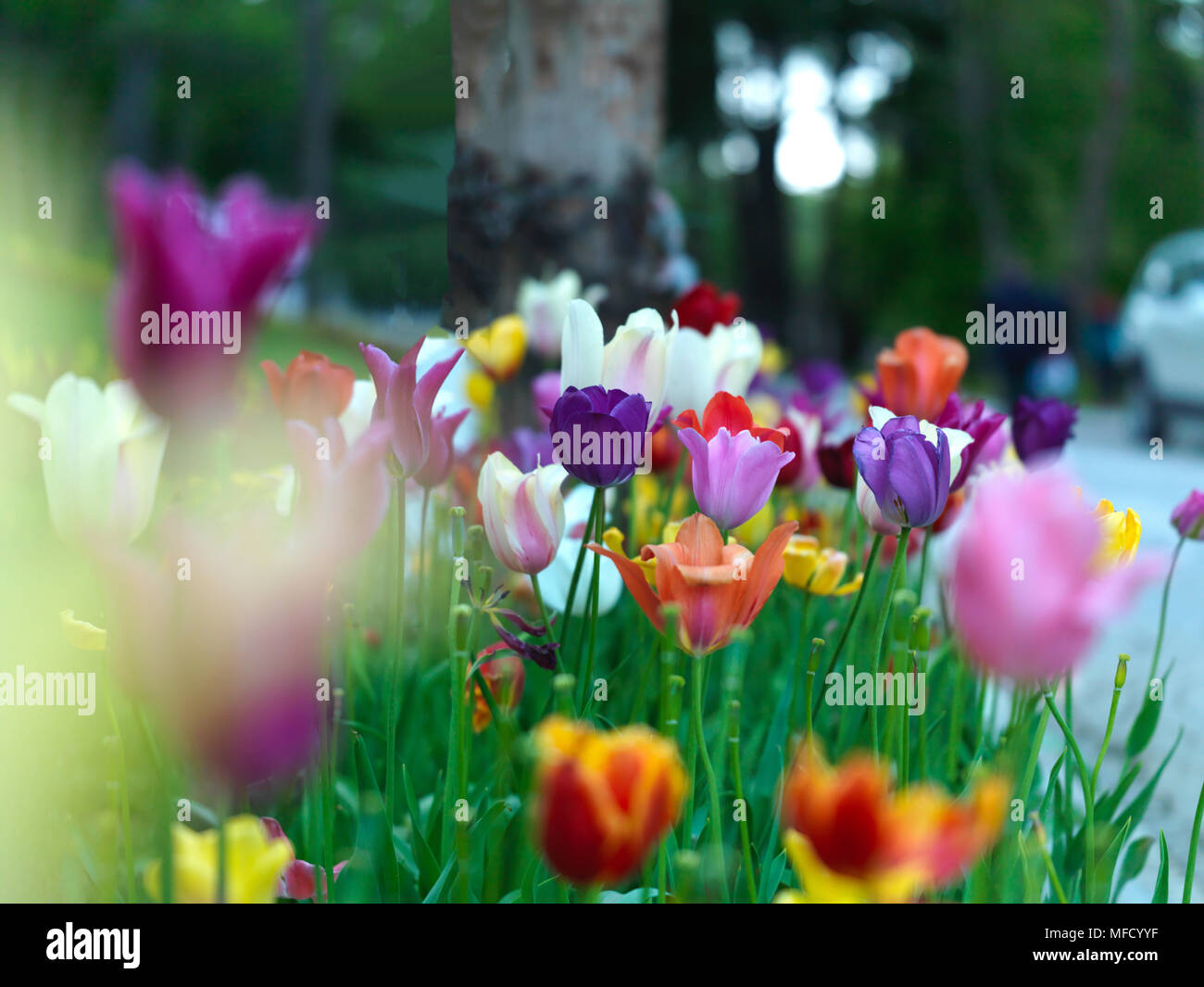 Tulipani colorati in giardino pubblico Foto Stock