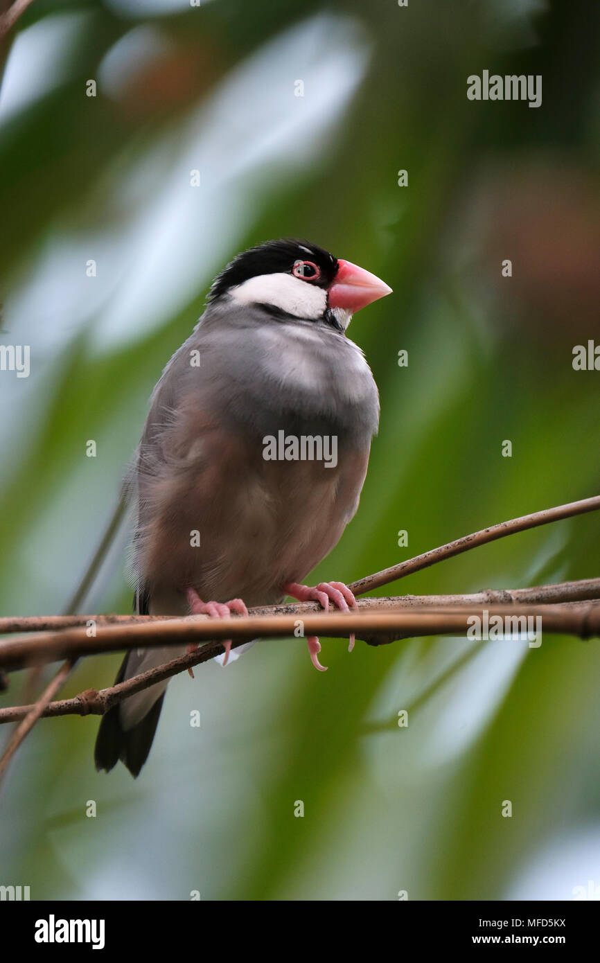 Un Java sparrow, noto anche come Java finch, Java passero di riso o riso Java uccello, un residente Breeding Bird in Java e Bali e Bawean in Indonesia Foto Stock