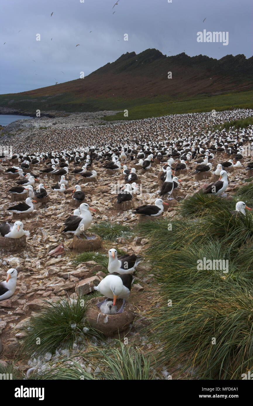 Nero-BROWED ALBATROSS Diomedea melanophris vasta colonia Steeple Jason, Isole Falkland Foto Stock