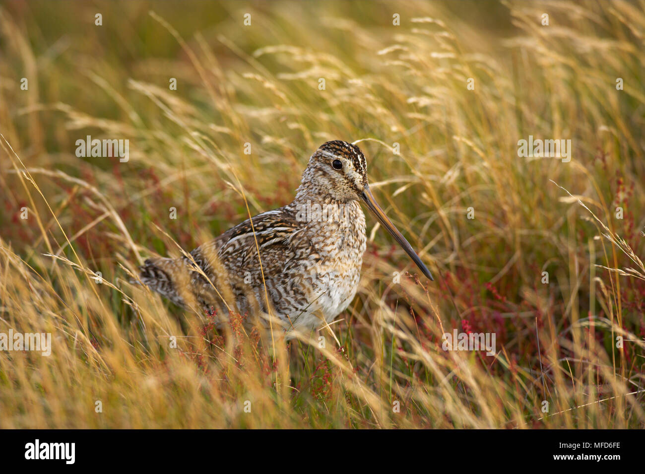 MAGELLAN BECCACCINO Gallinago paraguaiae nella prateria Isole Falkland Foto Stock