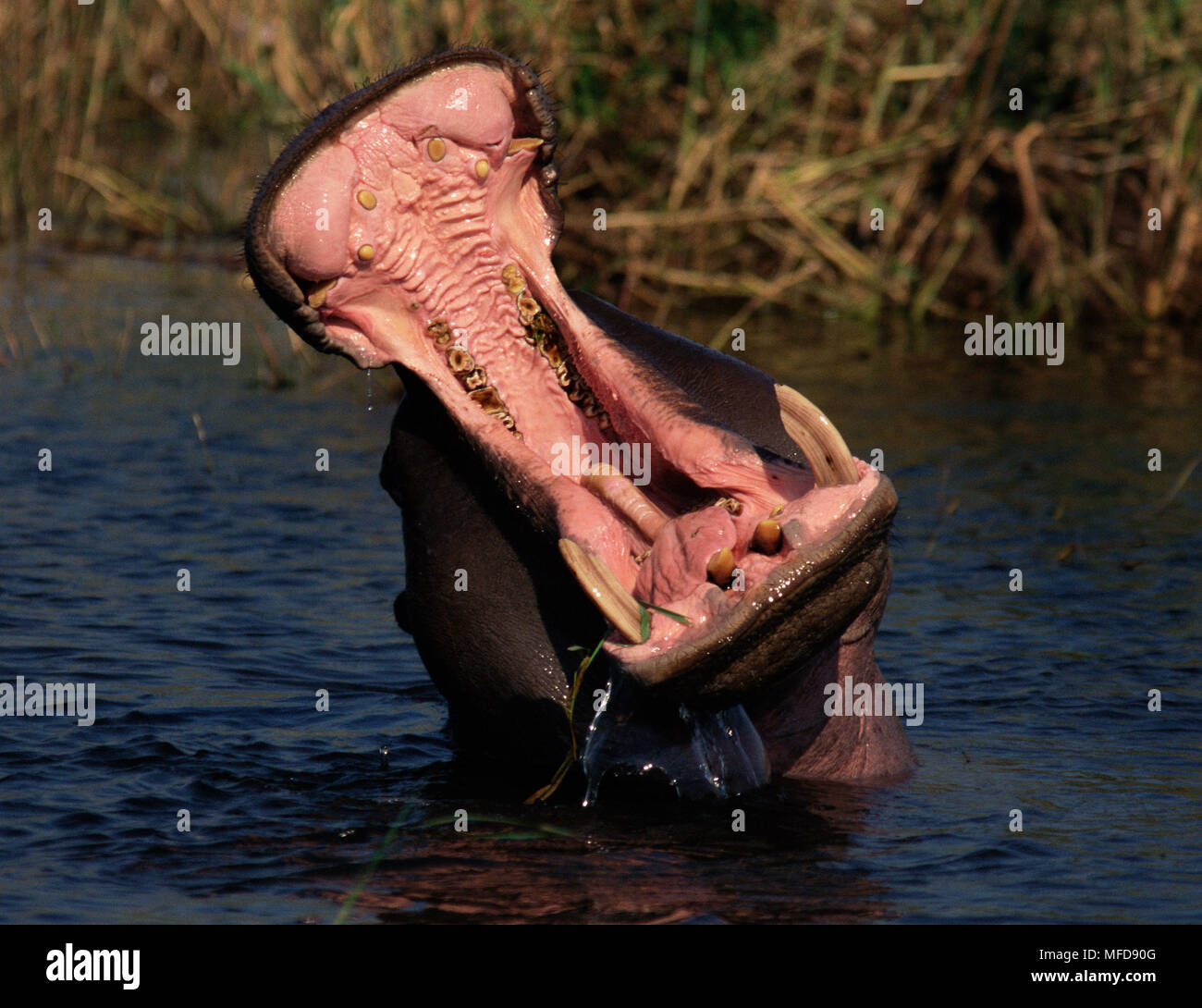 Ippopotamo Hippopotamus amphibius display aggressivo Botswana Foto Stock