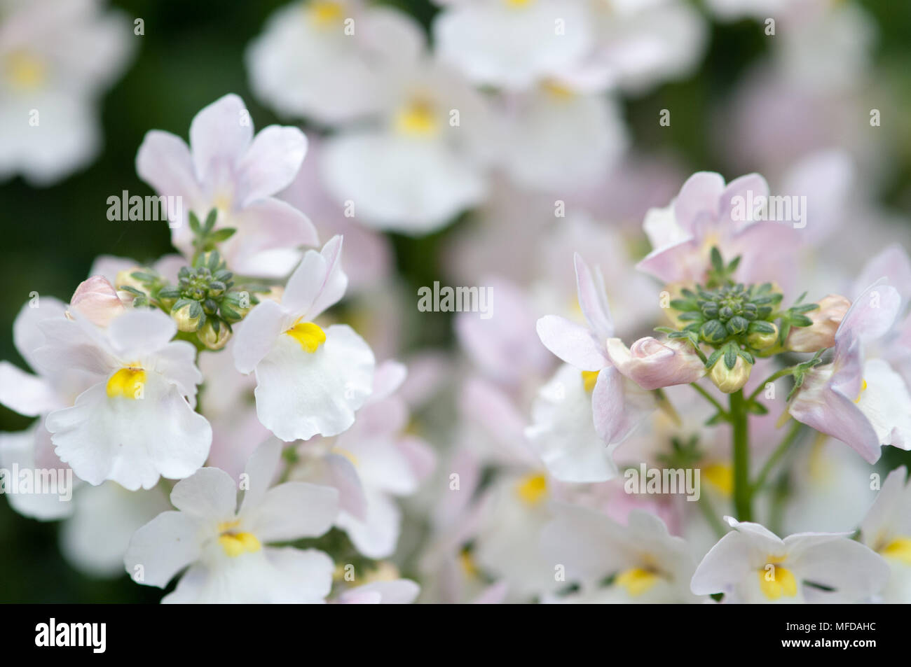 Immagine ravvicinata di pretty bianco e rosa piante erbacee perenni. Foto Stock