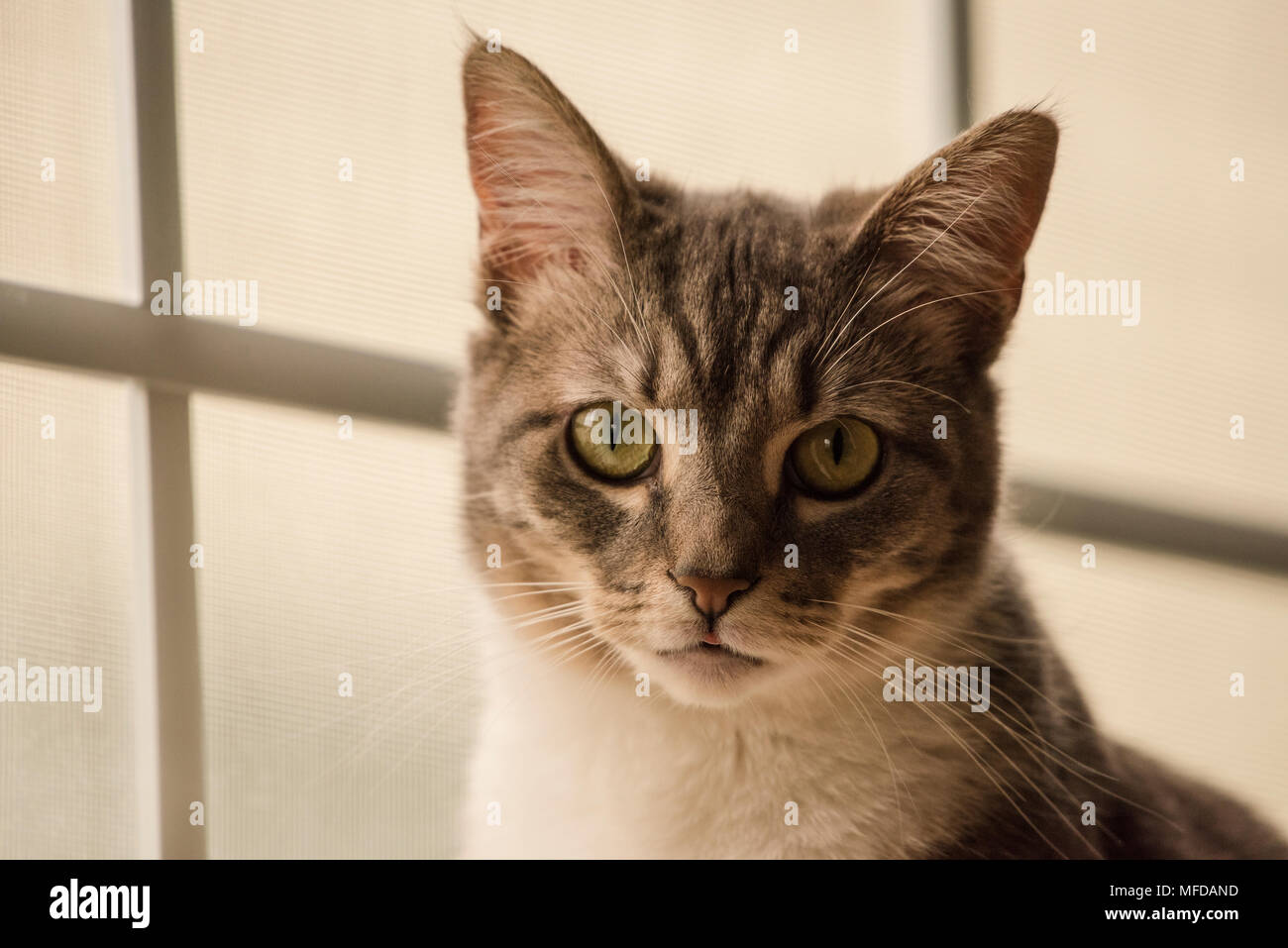 Un domestico tabby cat, un viziato indoor cat che salotti e reclinabile in tutta la casa. Foto Stock