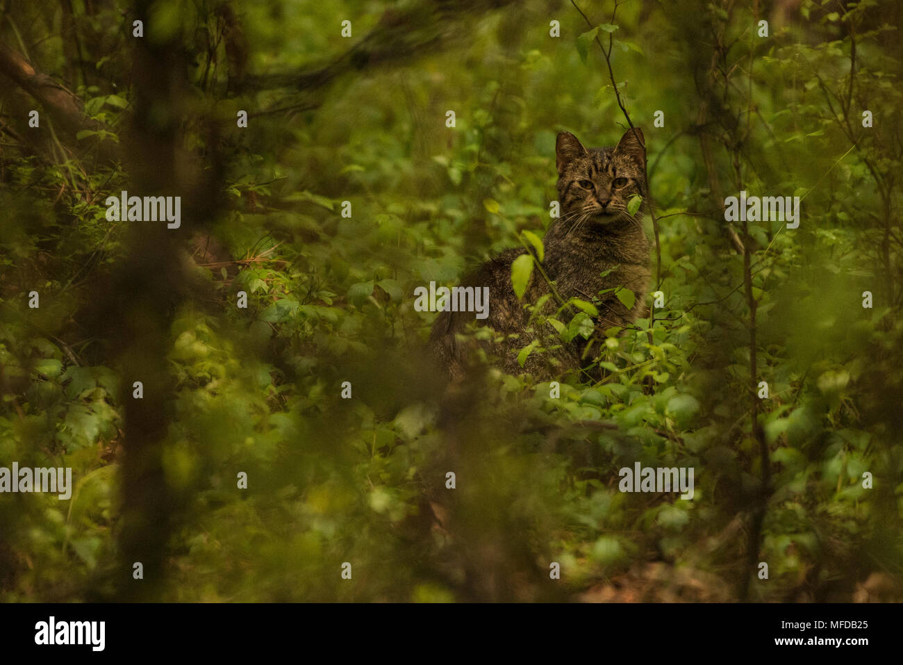 Un feral cat nella foresta vicino a Greenville, NC. Outdoor gatti sono una seria minaccia per le popolazioni di specie autoctone e uccidere indicibili ammonta ogni anno. Foto Stock
