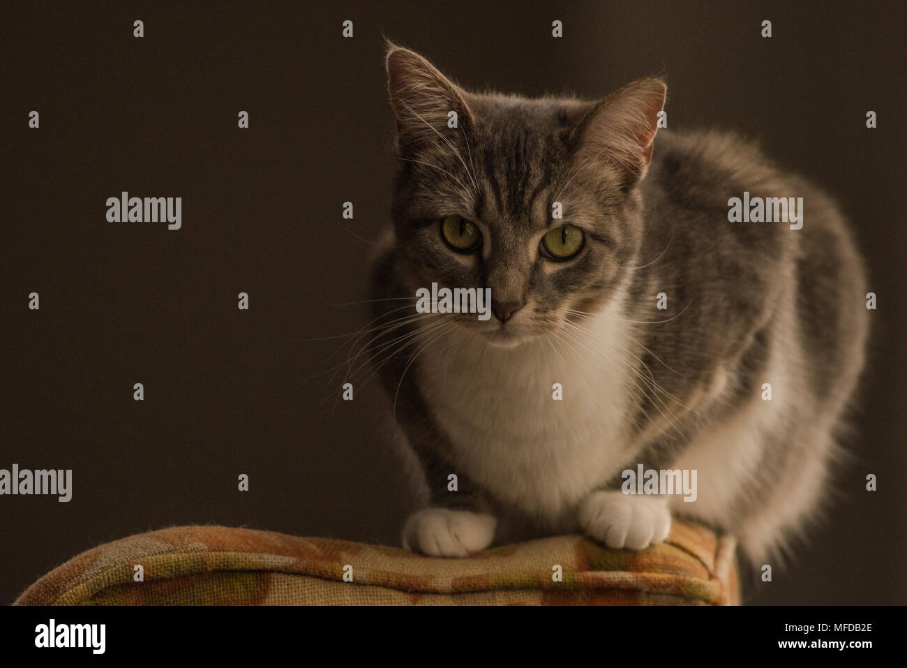 Un domestico tabby cat, un viziato indoor cat che salotti e reclinabile in tutta la casa. Foto Stock