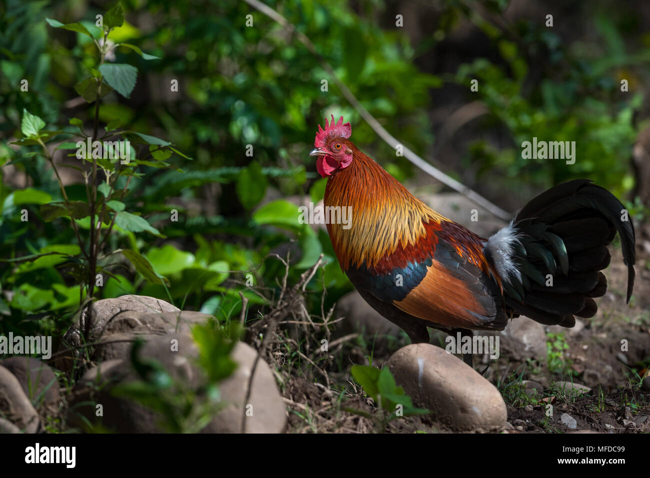 Uccelli della giungla Foto Stock