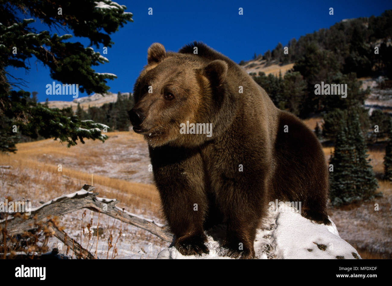 AMERICAN marrone o orso grizzly (Ursus arctos horribilis) permanente sulla roccia, Canada. Condizioni controllate. Foto Stock