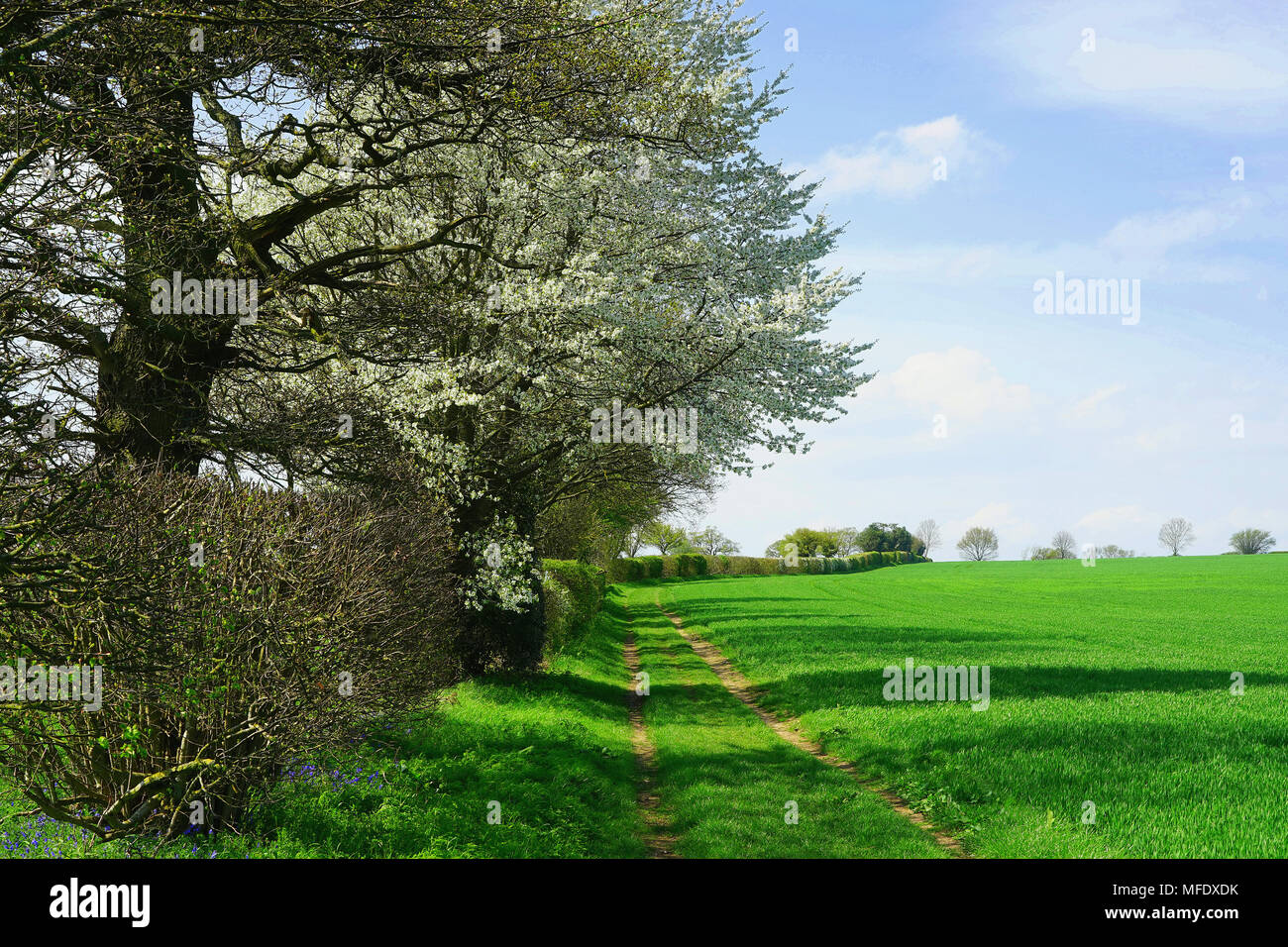 L'Hertfordshire campagna a fine aprile Foto Stock