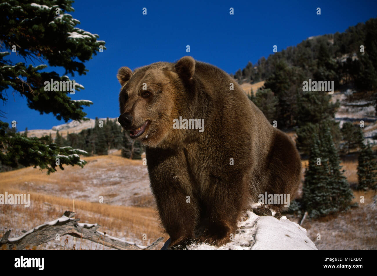 AMERICAN marrone o orso grizzly (Ursus arctos horribilis) permanente sulla roccia, STATI UNITI D'AMERICA. Condizioni controllate Foto Stock