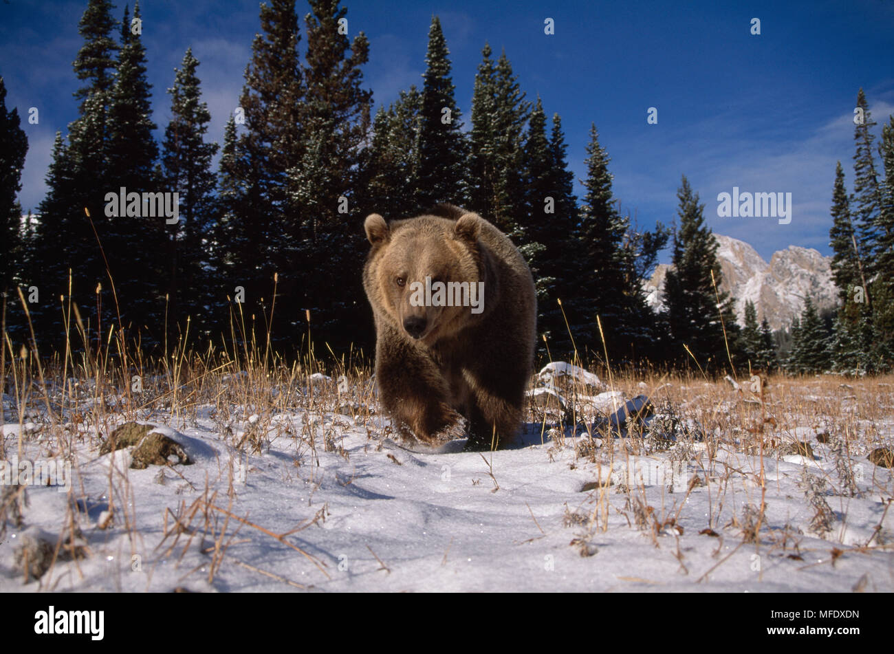 AMERICAN marrone o orso grizzly (Ursus arctos horribilis) passeggiate sulla via, Canada. Condizioni controllate Foto Stock