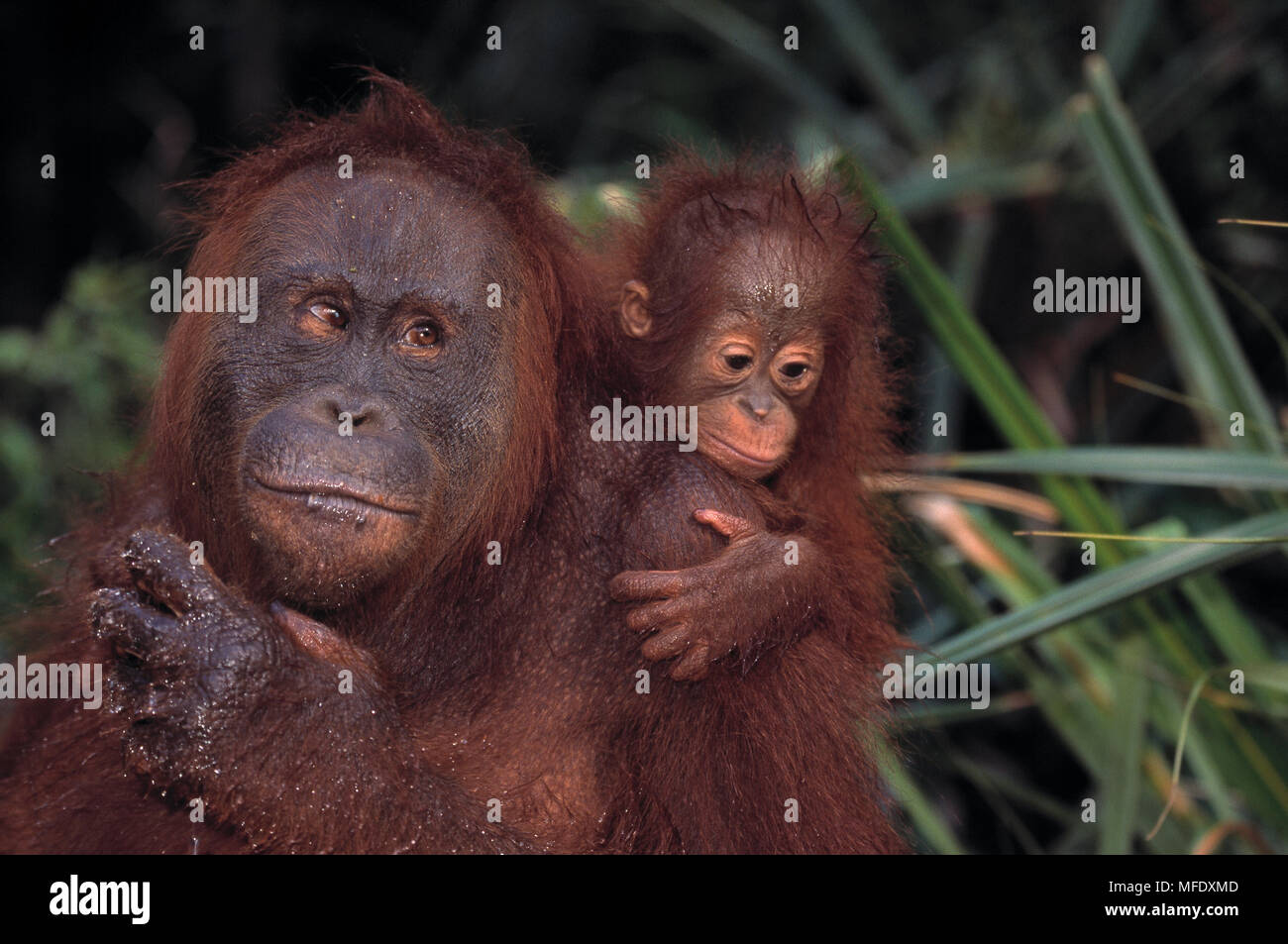 BORNEAN ORANGUTAN madre & Young Pongo pygmaeus Tanjung messa National Park, Kalimantan, Borneo. Foto Stock