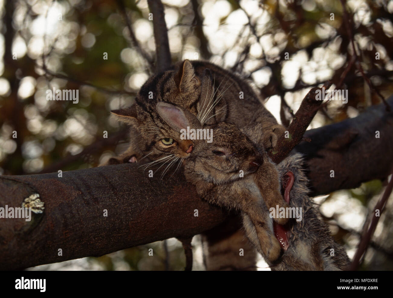 SCOTTISH WILDCAT Felis sylvestris nella struttura ad albero con il coniglio Foto Stock