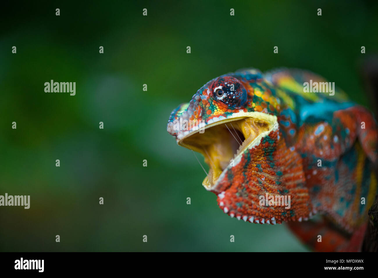 Panther chameleon con colori luminosi / chameleon con open mount / arrabbiato chameleon / sibila / Ambilobe / Furcifer pardalis Foto Stock