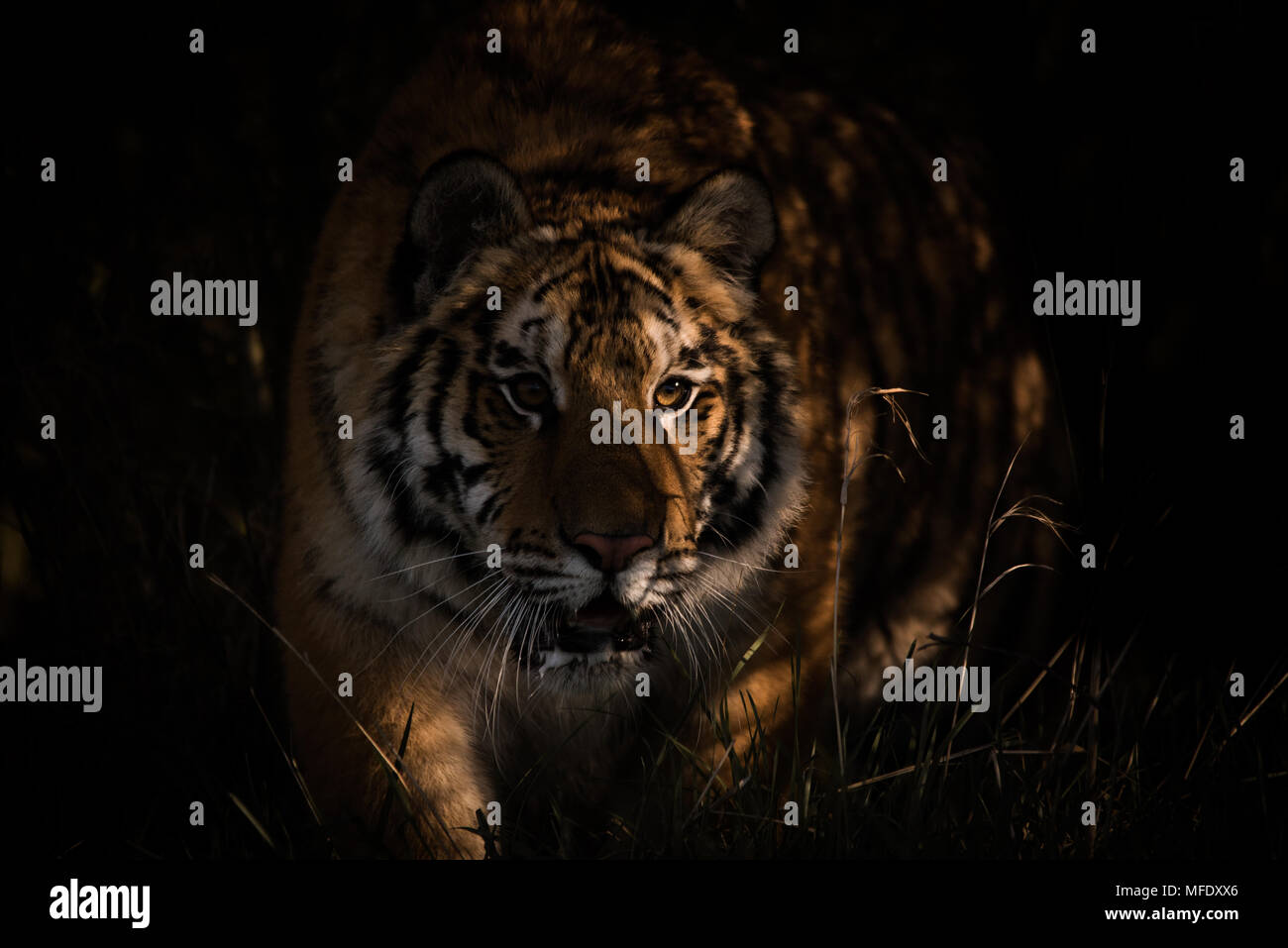 Tigre Siberiana aggirava femmina attraverso l'erba / Panthera tigris altaica / tiger su hunt Foto Stock