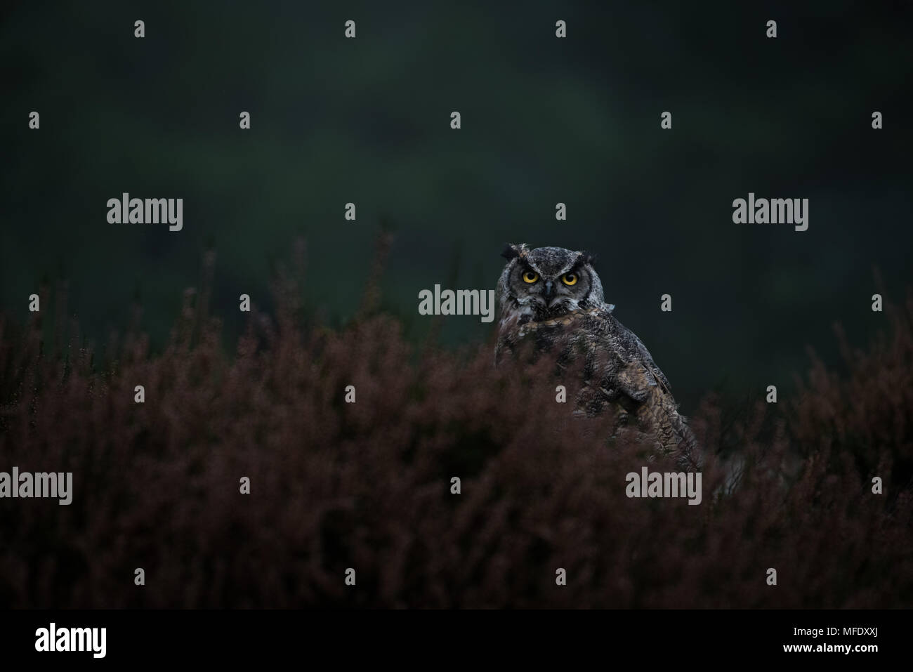 Grande gufo cornuto in una foresta / giallo intenso occhi / Bubo virginianus / tiger owl Foto Stock