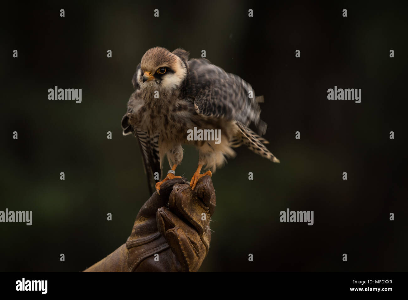 Rosso-footed falcon femmina su un lato di un falconiere / Falconeria / rapace / guanti di falconeria Foto Stock
