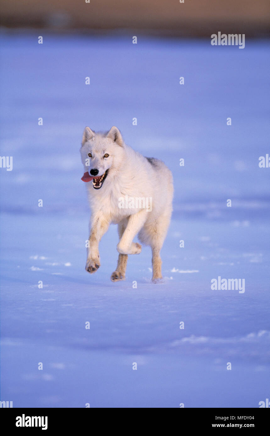 Artico o TUNDRA WOLF Canis lupus mackenzii in esecuzione su neve tundra Foto Stock