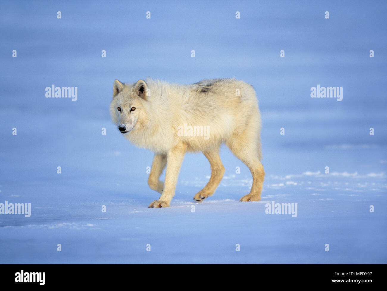 ARCTIC WOLF Canis lupus mackenzii sulla coperta di neve la tundra Foto Stock
