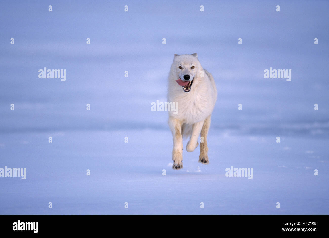 Artico o TUNDRA WOLF Canis lupus mackenzii in tutta giacente neve Foto Stock