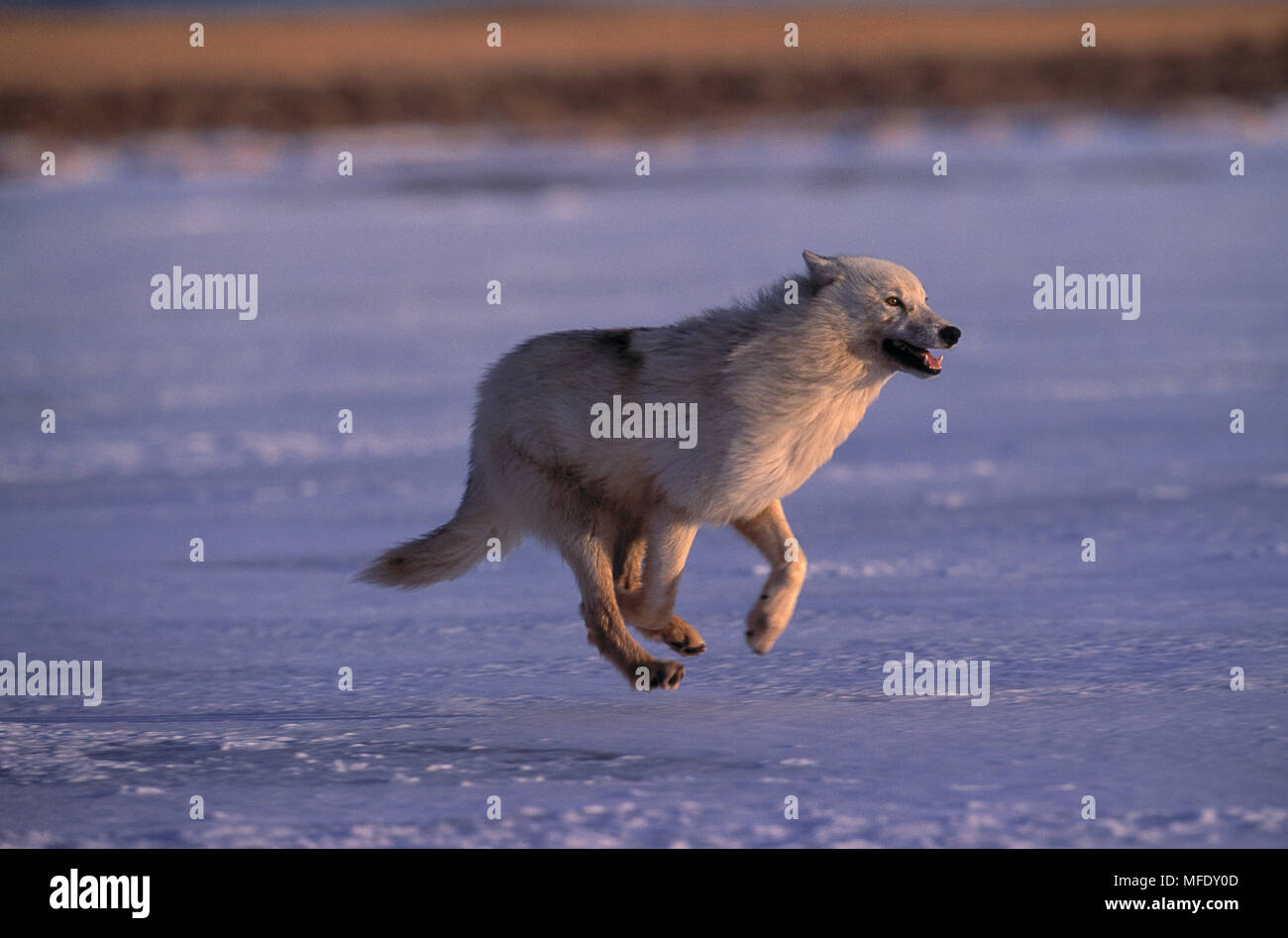 Artico o TUNDRA WOLF Canis lupus mackenzii in esecuzione su neve tundra Foto Stock