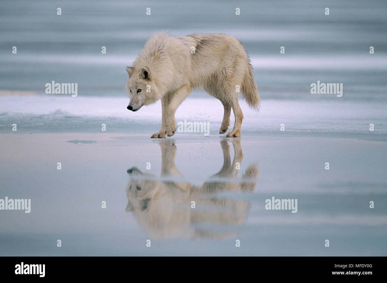 Artico o TUNDRA WOLF Canis lupus mackenzii su ghiaccio-coperto tundra Foto Stock