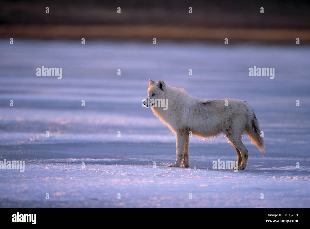 Artico o TUNDRA WOLF Canis lupus mackenzii permanente sulla coperta di neve la tundra Foto Stock
