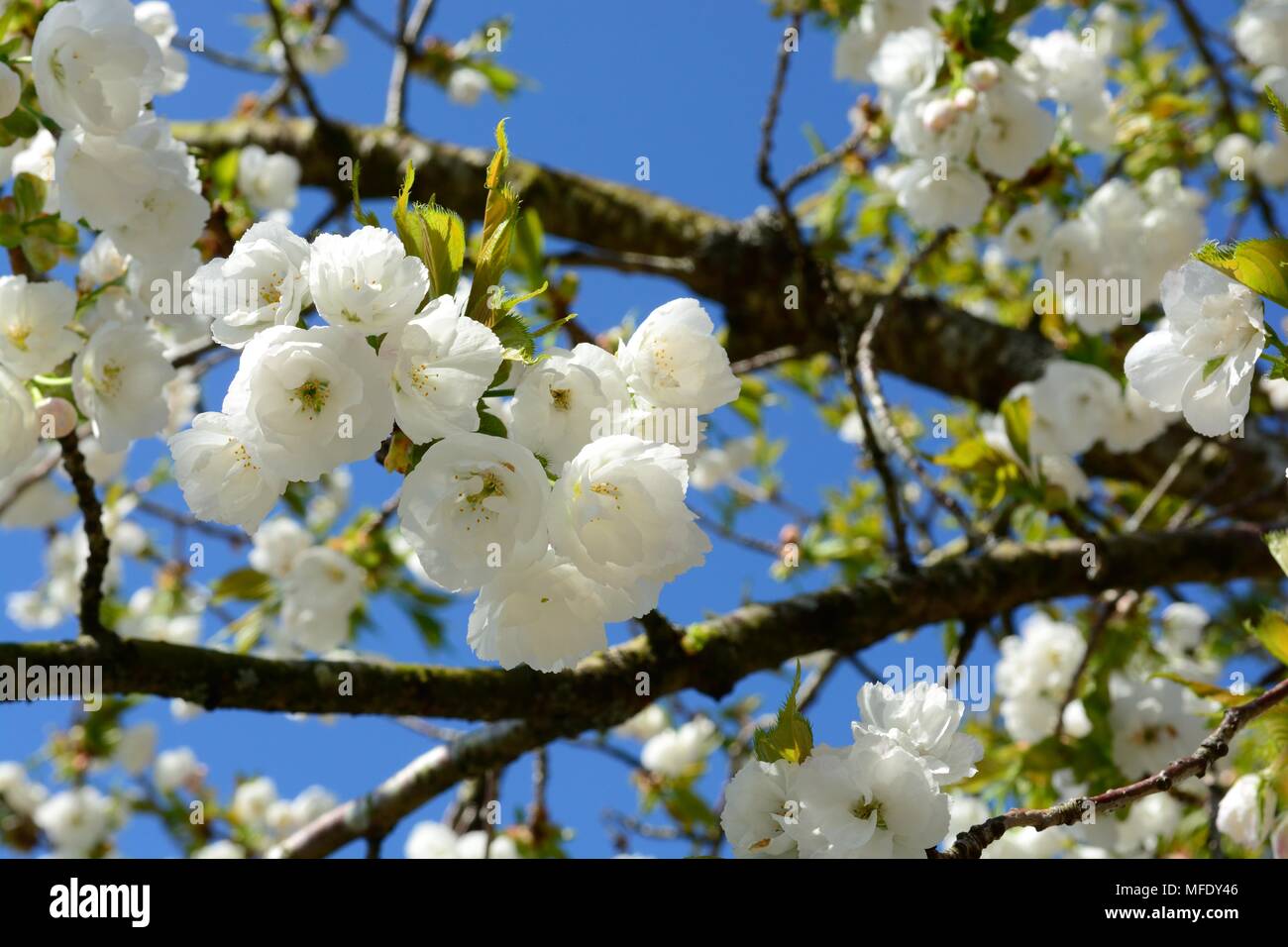 Prunus Shirotae Mount Figi fiori ciliegio contro un cielo blu Foto Stock